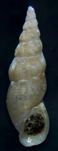 Kerkennah - Rissoa ... 1?? = aartseni